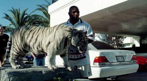 王老虎被爆料了吗视频在线观看,揭秘背后惊人真相  第2张